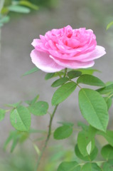 「The smell to you」