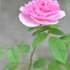 「The smell to you」