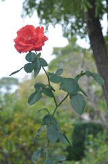 「紅一輪」