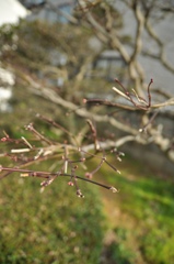 「あかちゃん」