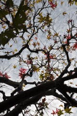「紅と緑」