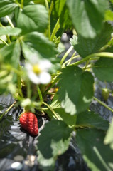 「期間限定！！」