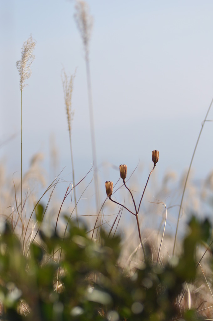 「枯れ果てても。」