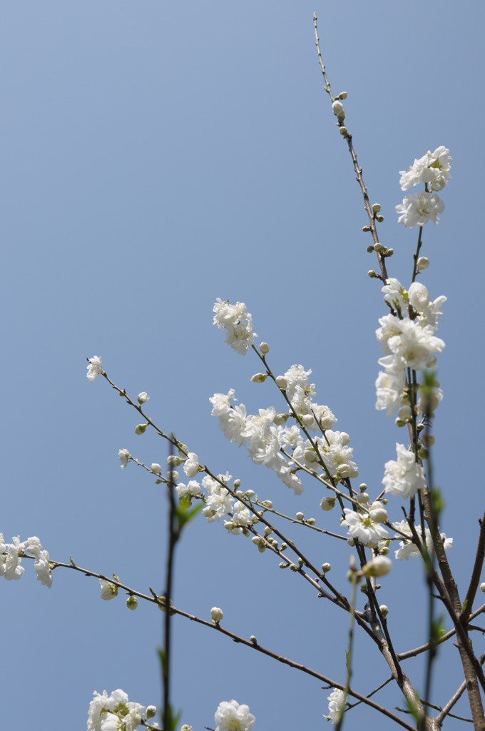 「ぐんぐん育つ」