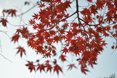 「紅」