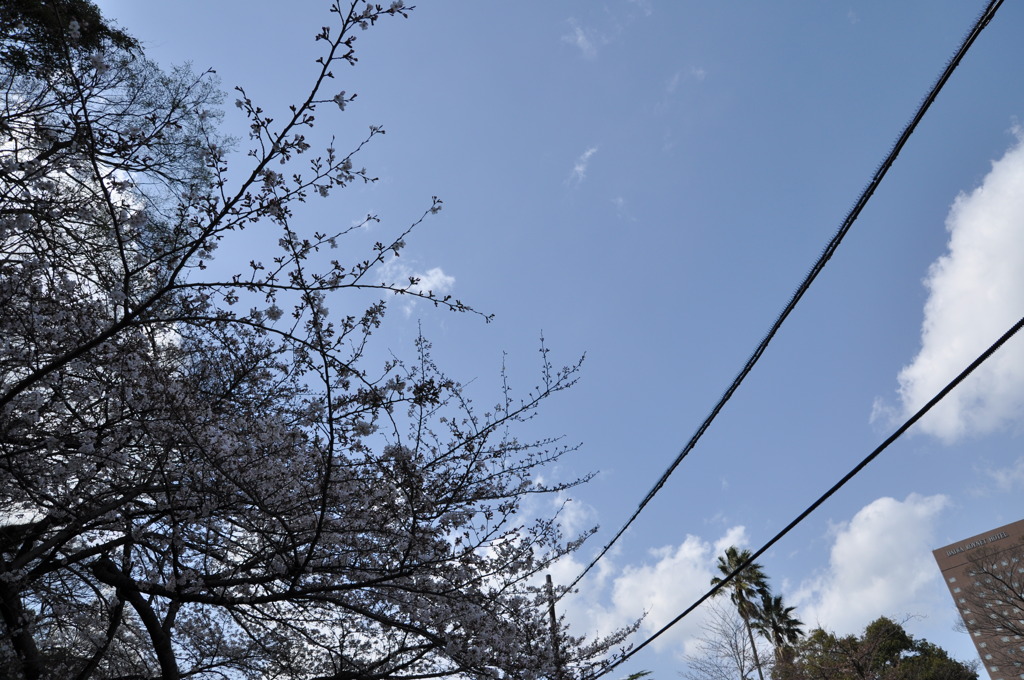 「空と電線と雲と桜」