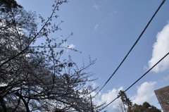 「空と電線と雲と桜」