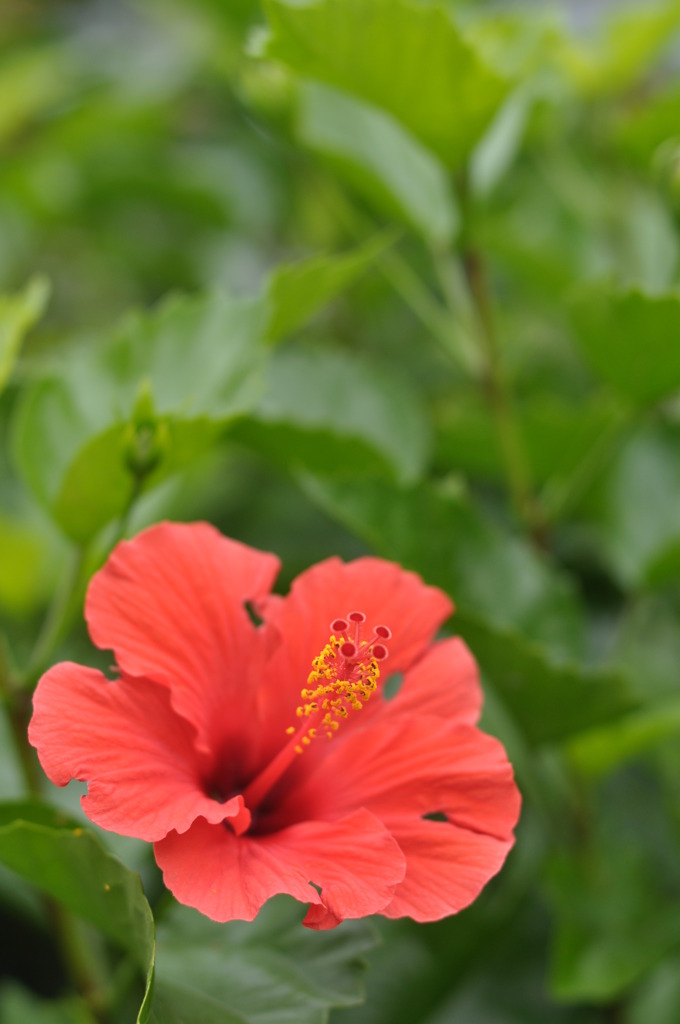「Aloha」