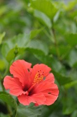 「Aloha」