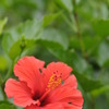 「Aloha」