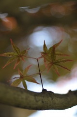 「春紅葉②」