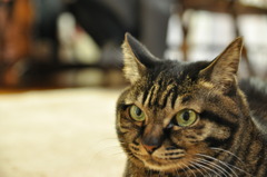 「ぎょろ！！」