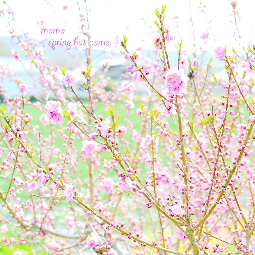 spring has come.3