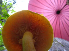 「僕がさしてあげるよ」