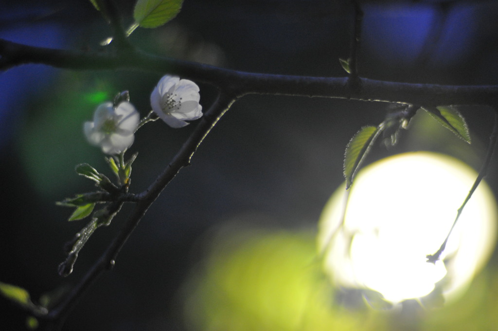 「たくさんの光に包まれて」