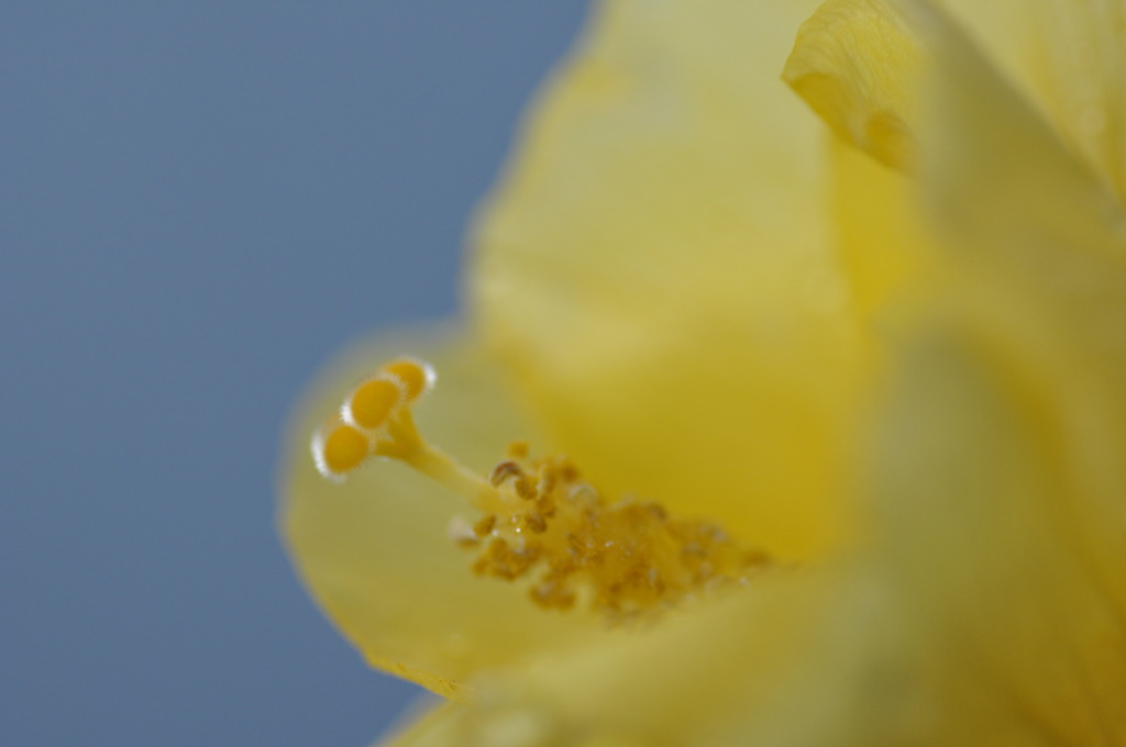「何のお花？」