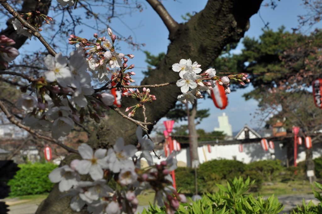 「桜祭」