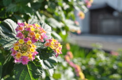 「Colorfulness」