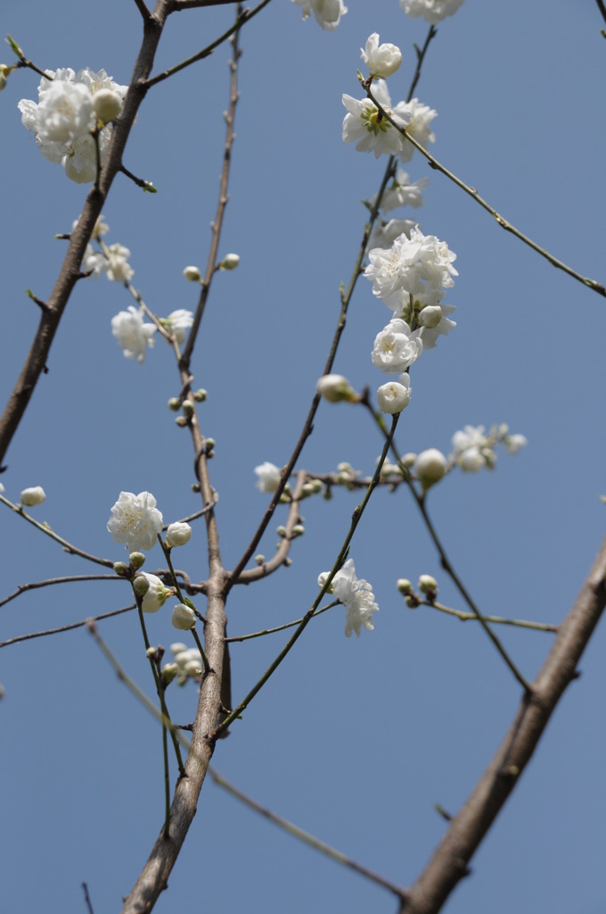 「青い空をバックに」