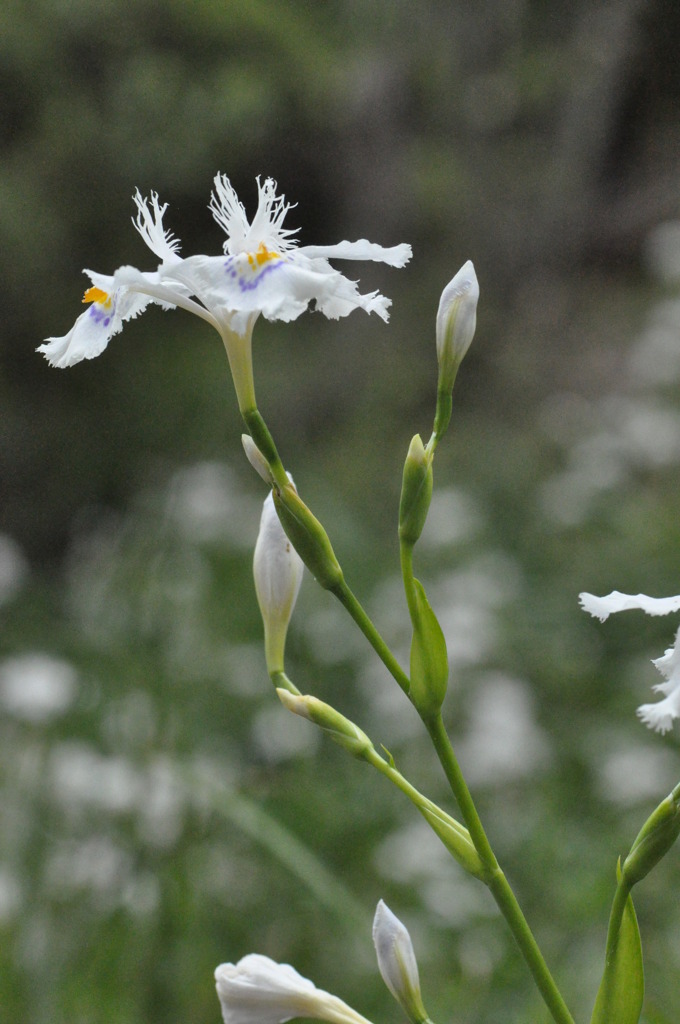 「なんて言う花」