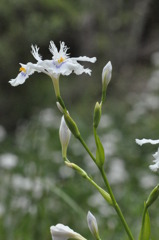 「なんて言う花」