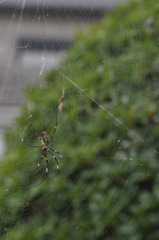 「Spider]
