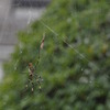 「Spider]