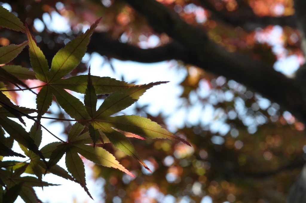 「春紅葉③」
