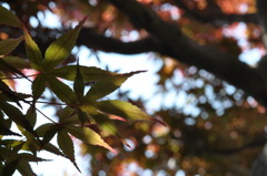 「春紅葉③」