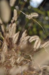 「枯れ草」
