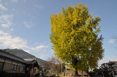 「大銀杏」