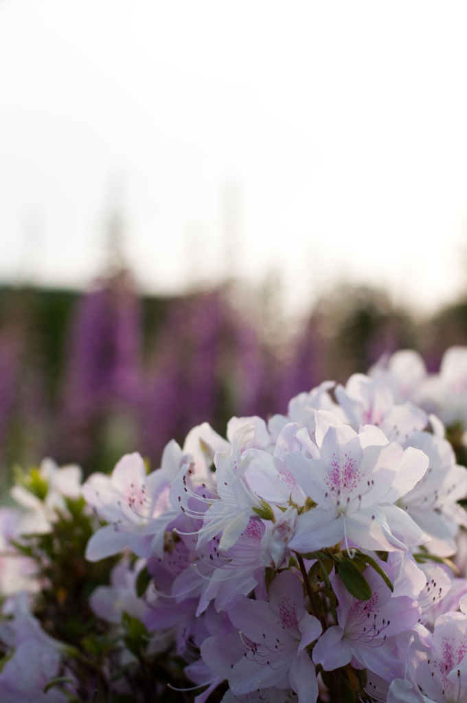 「たくさんの仲間たち」