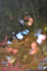 「春紅葉①」