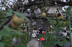 「The apple Concert」