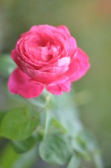 「Rose」