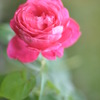 「Rose」