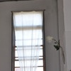 「一輪の」