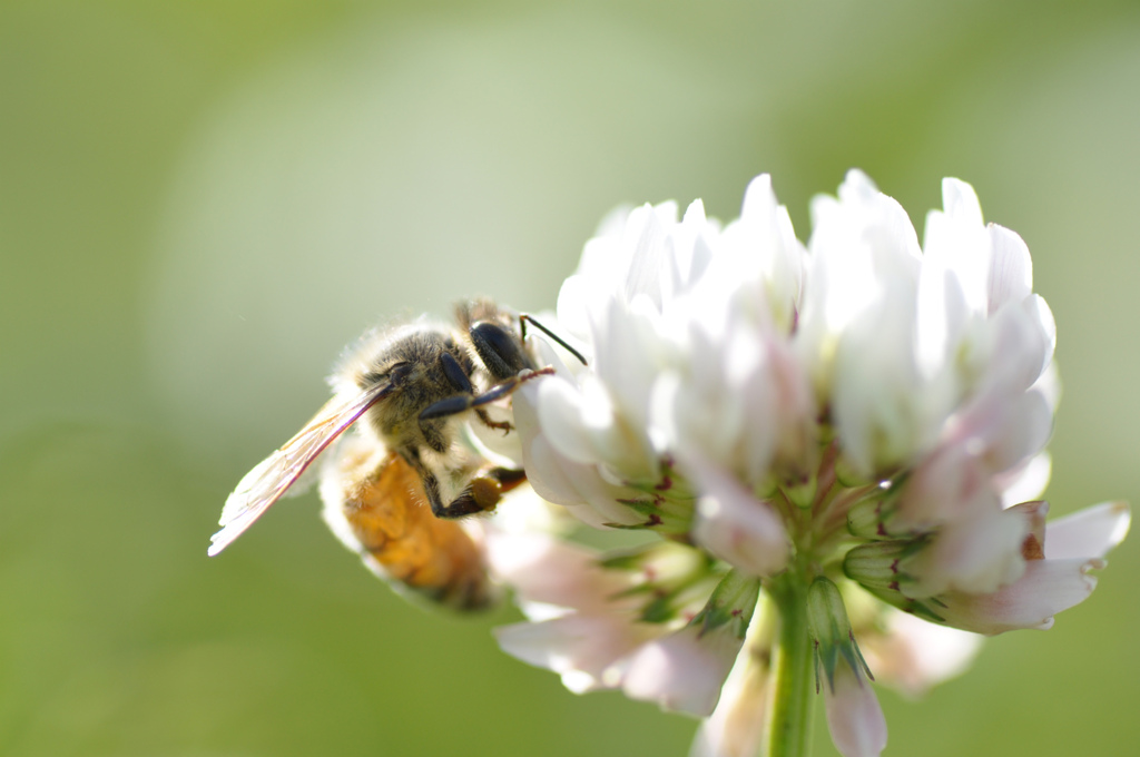 「甘みを求めて」