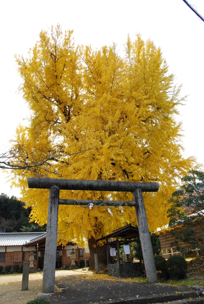 「黄金の樹」