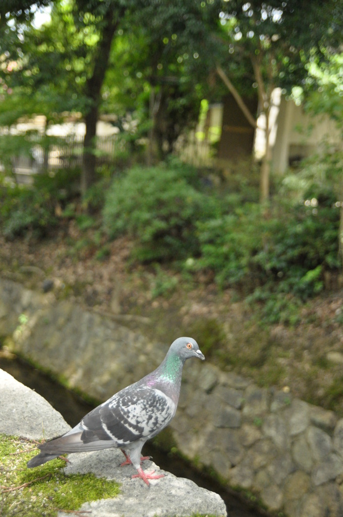 「はとぽっぽ」