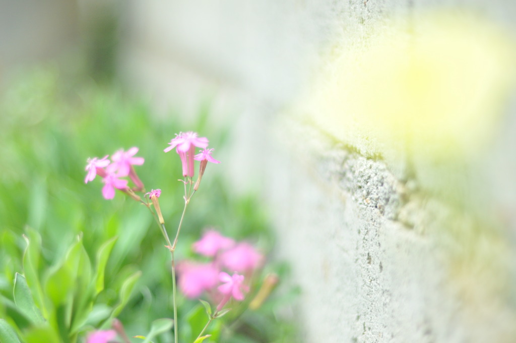 「壁の美」Ｐａｒｔ２