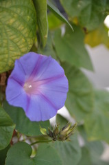 「冬の開花」