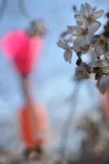 「祭りの主役」