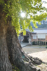 「根張る」