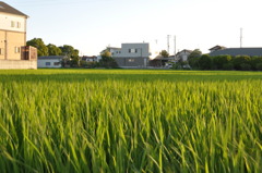 「風に揺られて」