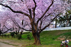 桜
