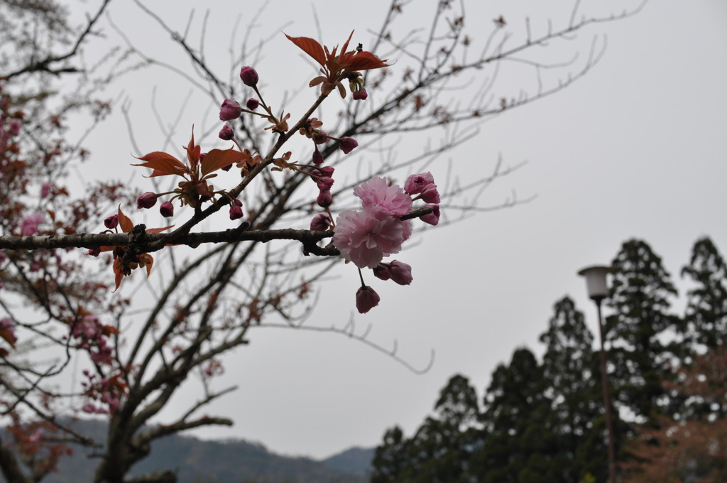 201004181732