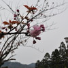 201004181732