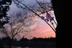 桜
