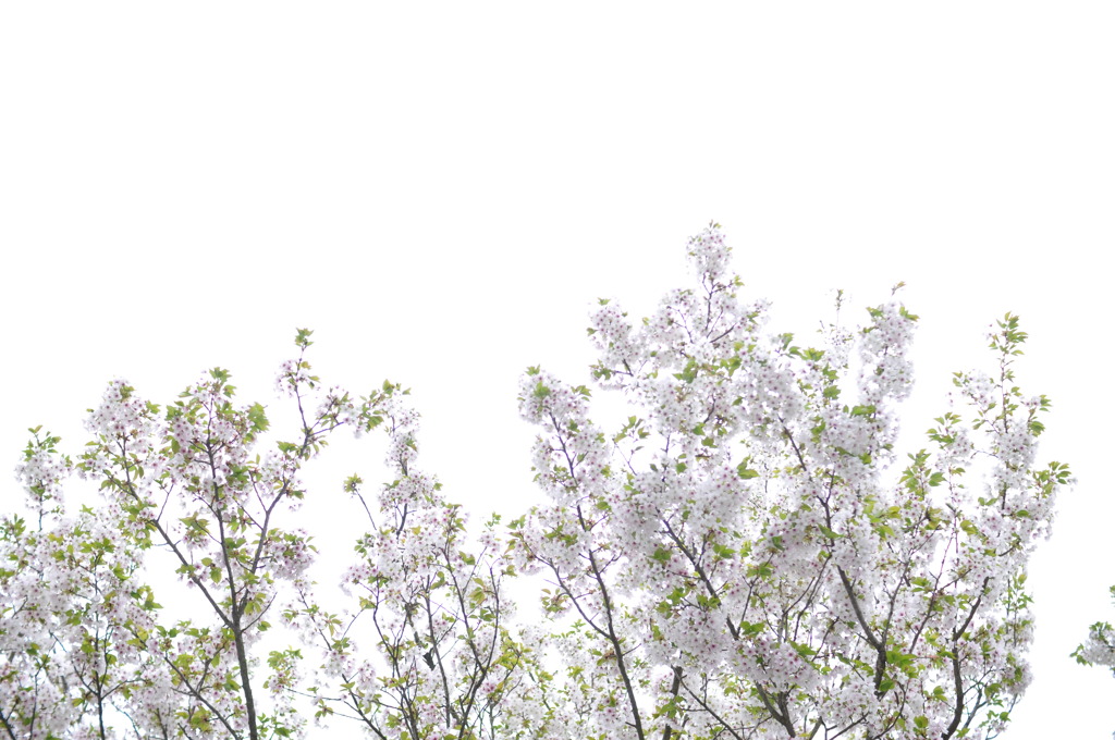 201004181794